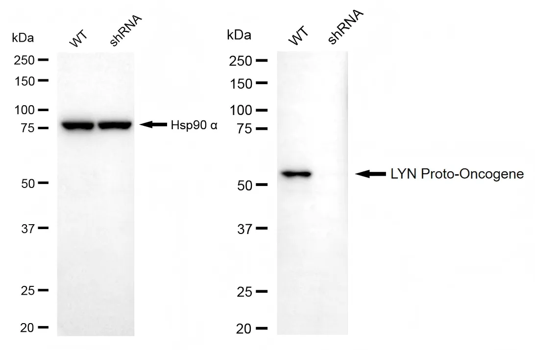 KVAb01929