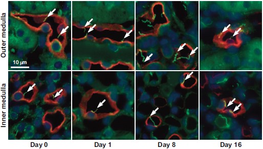 Expression of Aquaporin 1 in mouse kidney