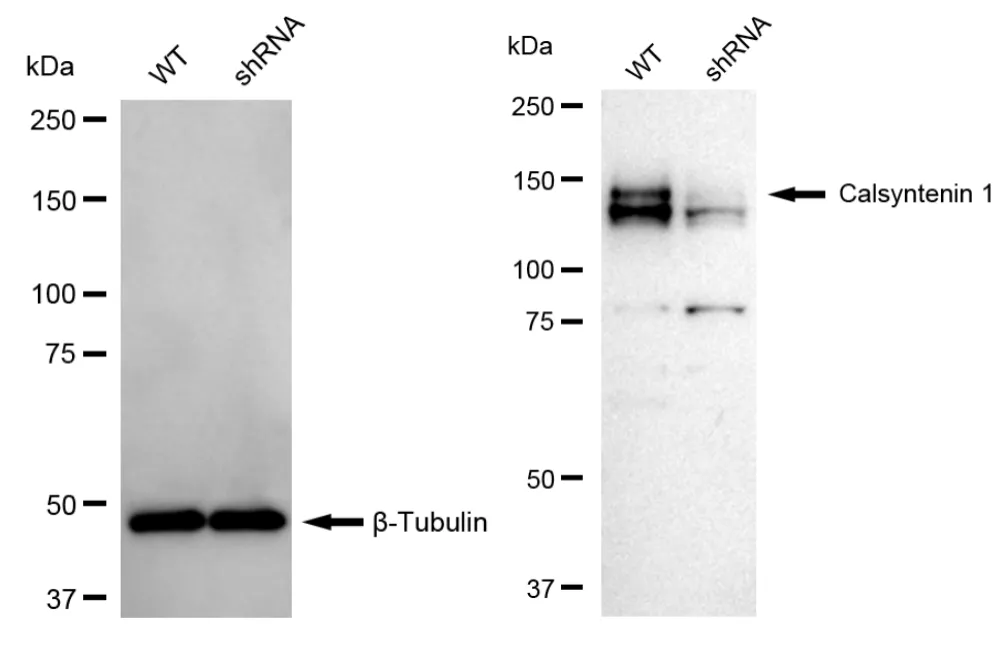 KVAb01380