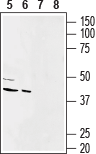 Western blot analysis of rat (lanes 5 and 7) and mouse (lanes 6 and 8) heart membranes: