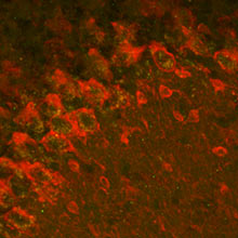 Expression of GABRA2 in mouse cerebellum