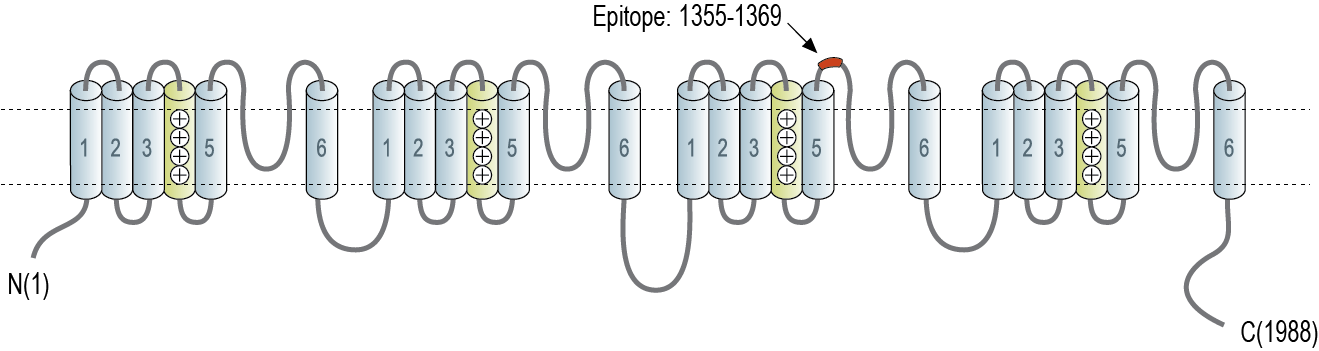 immunogen