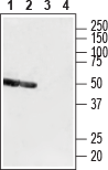 Western blot analysis of rat brain lysate (lanes 1 and 3) and mouse brain lysate (lanes 2 and 4):