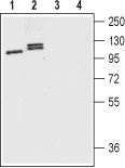 Western blot analysis of mouse (lanes 1 and 3) and rat (lanes 2 and 4) brain lysates: