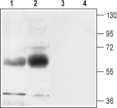 Western blot analysis of rat (lanes 1 and 3) and mouse (lanes 2 and 4) brain membranes: