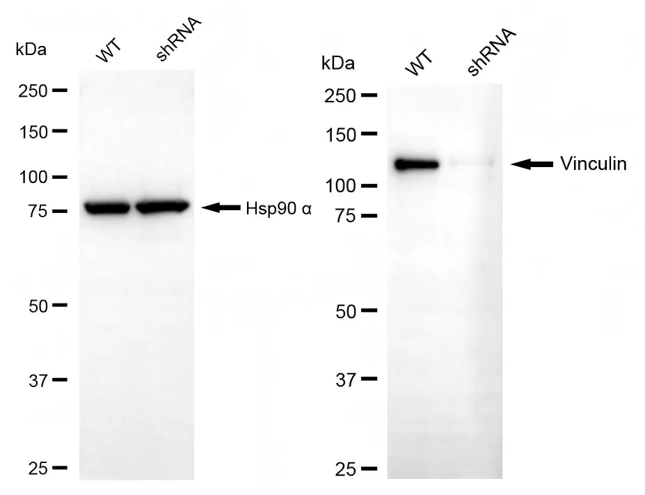 KVAb01928