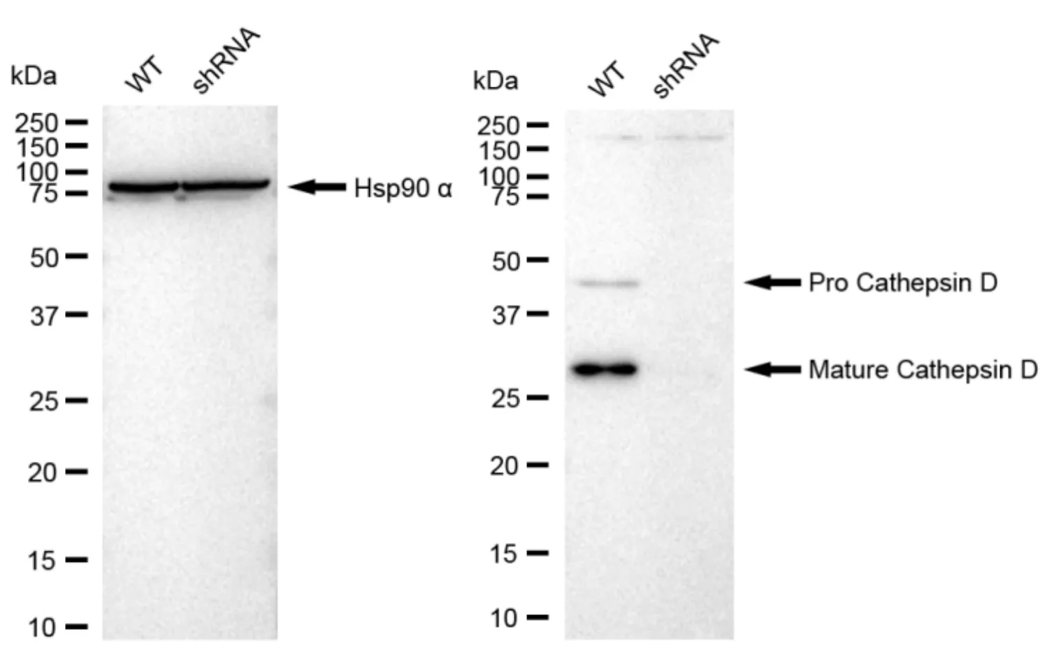 KVAb01620