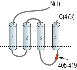 immunogen