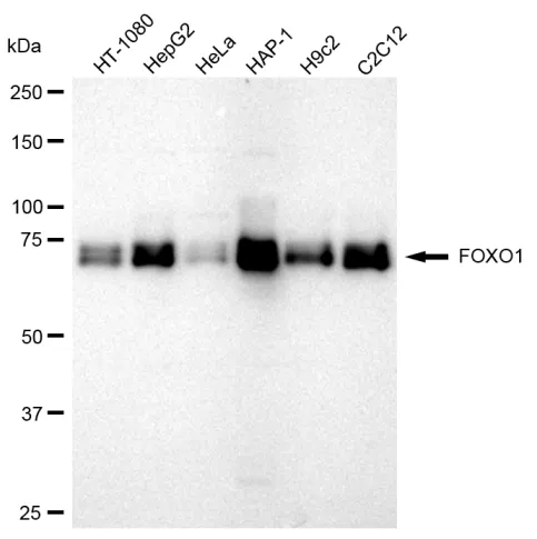 KVAb00916