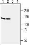 Western blot analysis of mouse (lanes 1 and 3) and rat (lanes 2 and 4) brain lysates :