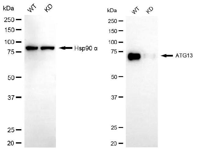 KVAb01223