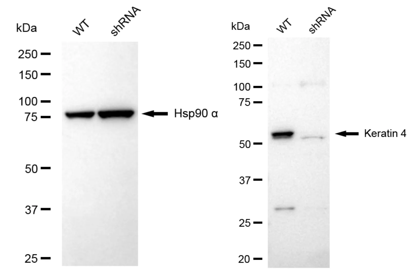 KVAb01049