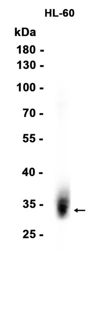 AMRe86590