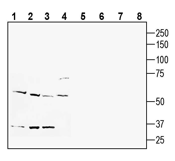 Western blot analysis of human U-87 MG glioblastoma cell line lysate (lanes 1 and 5), human K562 myelogenous leukemia cell line lysate (lanes 2 and 6), human MCF-7 breast adenocarcinoma cell line lysate (lanes 3 and 7) and mouse BV-2 microglia cell lin