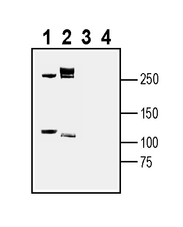 Western blot analysis of mouse brain lysate (lanes 1 and 3) and rat brain membrane (lanes 2 and 4):