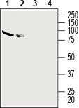 Western blot analysis of human HL-60 promyelocytic leukemia cell line lysate (lanes 1 and 3) and human Jurkat T-cell leukemia cell line lysate (lanes 2 and 4):