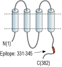 immunogen