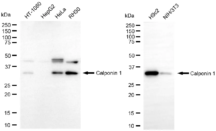 KVAb01440