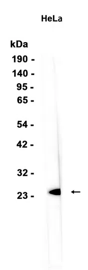 AMRe86954