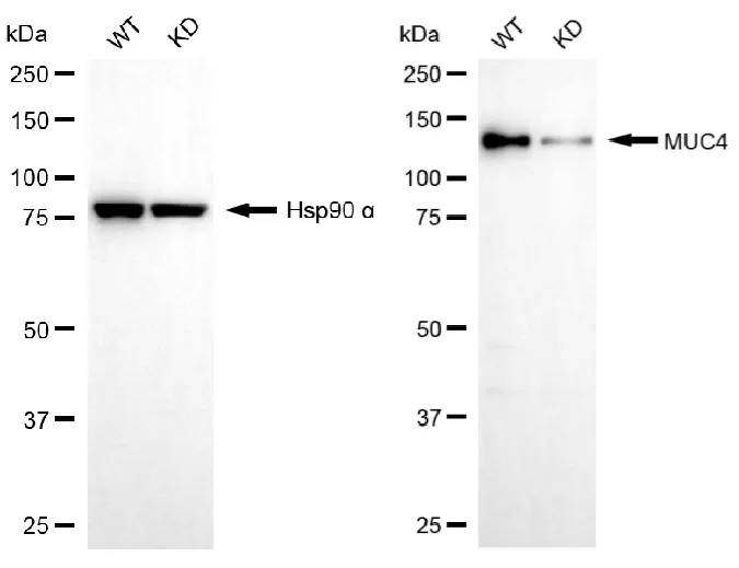 KVAb01526