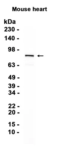 AMRe87780