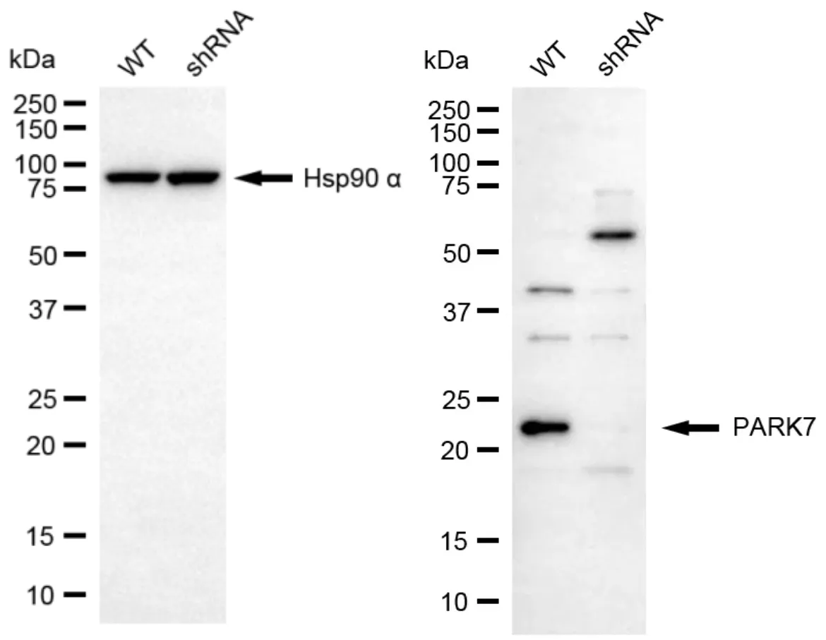 KVAb00460