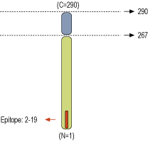 immunogen