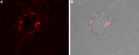 Expression of Adenosine A 2B Receptor in rat PC12 cells