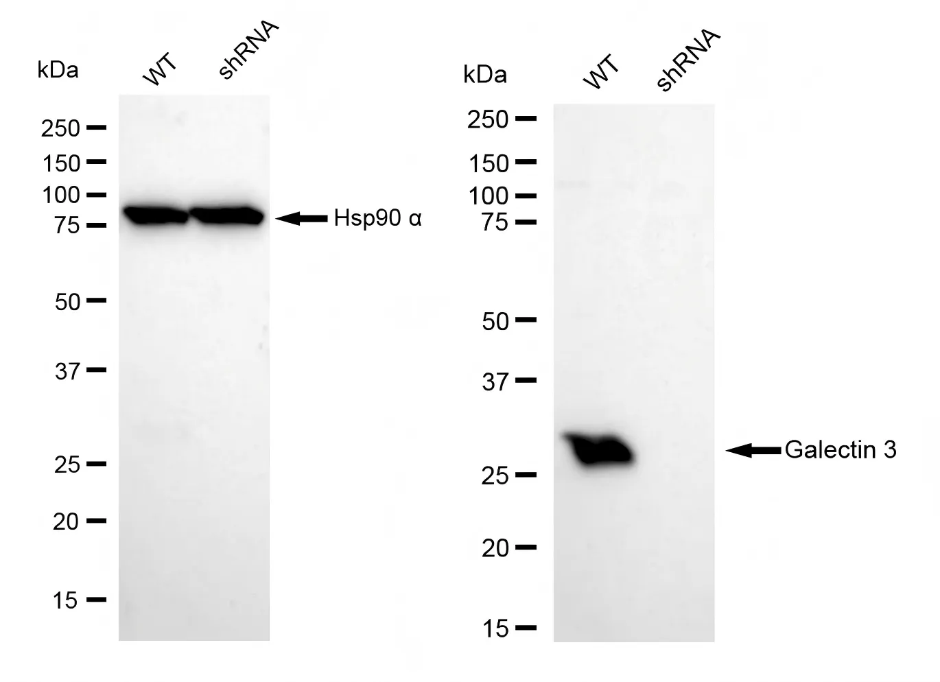 KVAb01757
