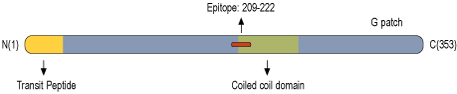 immunogen