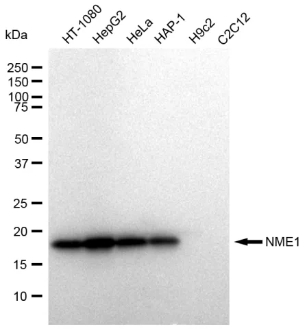 KVAb01743