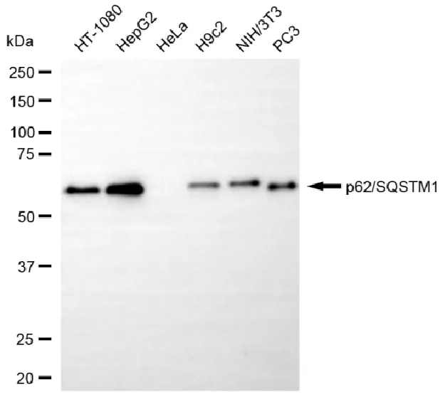 KVAb01333