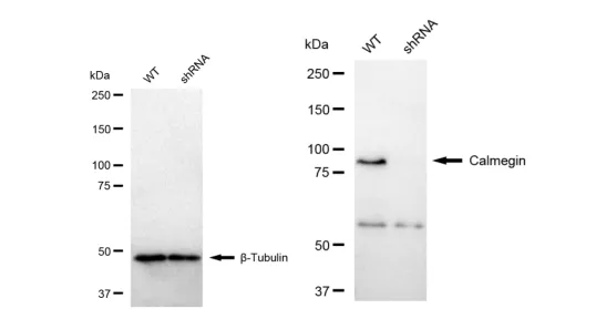 KVAb01580