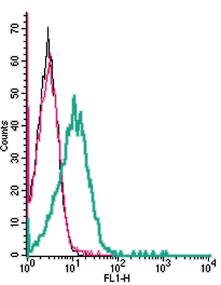 Cell surface detection of LRRC8A by indirect flow cytometry in live intact human Jurkat T-cell leukemia cells: