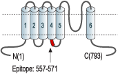 immunogen