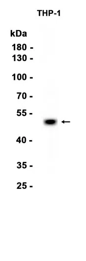 AMRe87356