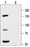 Western blot analysis of rat cortex lysate: