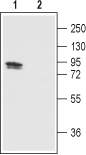 Western blot analysis of TRPV1 in rat DRG: