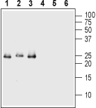 Western blot analysis of 50 ng of each Recombinant human Val66Met proBDNF (cleavage resistant) protein (#B-456) (lanes 1 and 4), <a h