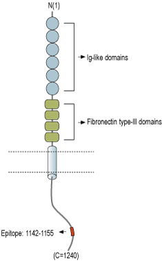 immunogen