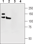Western blot analysis of rat (lanes 1 and 3) and mouse (lanes 2 and 4) brain lysates: