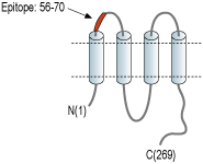immunogen