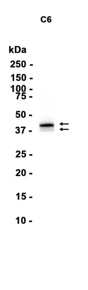 AMRe86519