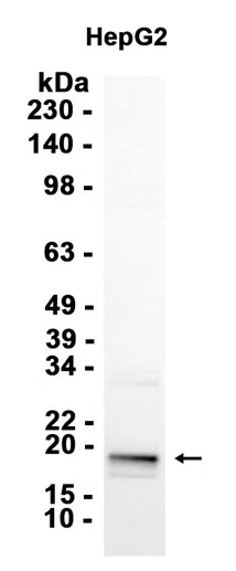 AMRe87197