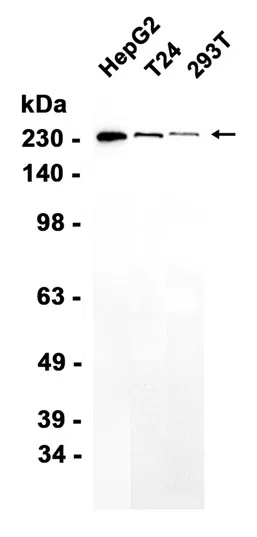 AMRe86978