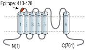 immunogen