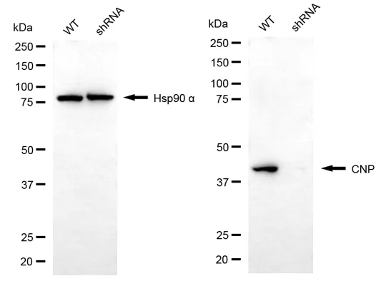 KVAb00594