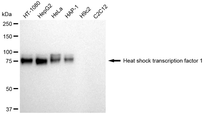 KVAb01523