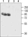 Western blot analysis of rat brain membranes (lanes 1 and 3) and mouse brain lysate (lanes 2 and 4):