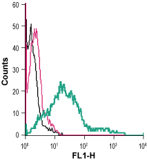 Cell surface detection of SERT in live intact human MEG-01 megakaryoblastic leukemia cells: